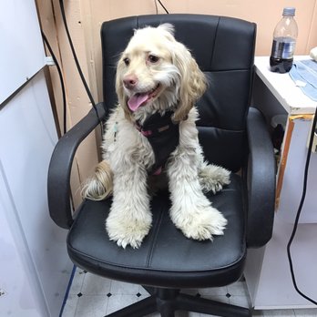 Paws R' Us - Pet Groomers Near Me - Brooklyn, New York Paws R' Us - Pet Groomers Near Me - Brooklyn, New York