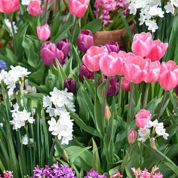 Filoli - Botanical Gardens Near Me - Woodside, California