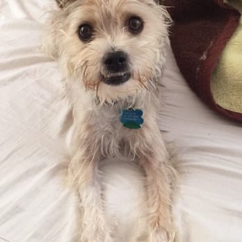PetSmart - Charlie before his grooming - Pet Training Near Me - Paramus, New Jersey