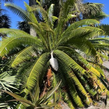 Naples Botanical Garden - Largest seed pod I've ever seen - Botanical Gardens Near Me - Naples, Florida