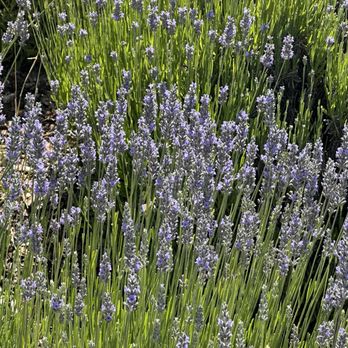 McEvoy Ranch - Lavender, dahlias and food! - Wine Tasting Room Near Me - Petaluma, California