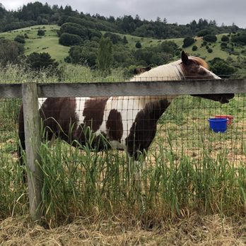 Toby's Feed Barn - My new friend - Coffee & Tea Near Me - Point Reyes Station, California Toby's Feed Barn - My new friend - Coffee & Tea Near Me - Point Reyes Station, California