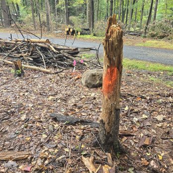 Aspen Tree Company - Tree Services Near Me Aspen Tree Company - Tree Services Near Me