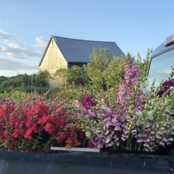 Art Farm Flowers - Snapdragons
