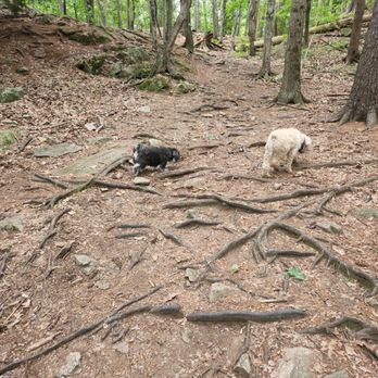 Quarry Run Dog Park - Took 20 minutes and walked the loop. They loved it, as there were very few other dogs here ... we'll come again when it's quiet. - Hiking Near Me - Portland, Maine Quarry Run Dog Park - Took 20 minutes and walked the loop. They loved it, as there were very few other dogs here ... we'll come again when it's quiet. - Hiking Near Me - Portland, Maine