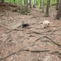 Photo of Quarry Run Dog Park