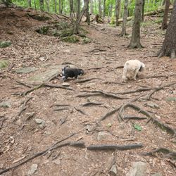 Quarry Run Dog Park - Took 20 minutes and walked the loop. They loved it, as there were very few other dogs here ... we'll come again when it's quiet.