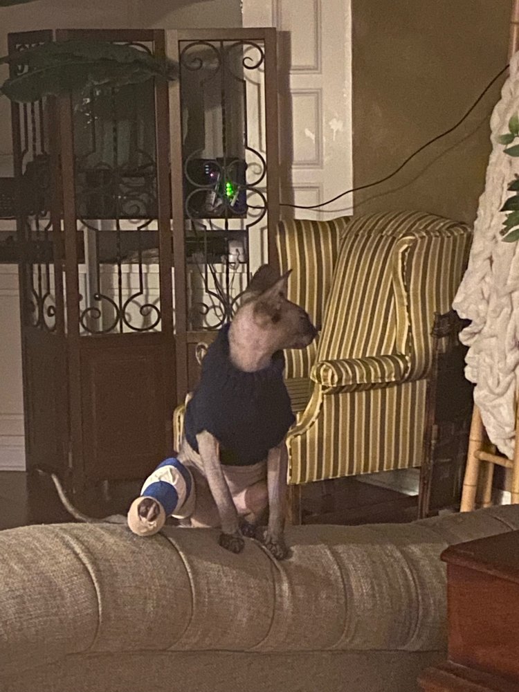 ANNEHURST VETERINARY HOSPITAL Updated September 2024 10 Photos & 39