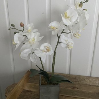 Monica's Rustic Rose - Love this gorgeous faux orchid I found at Monica's! - A white orchid plant with several flowers and buds is in a square gray pot on a wooden table, against a white paneled wall. - Women's Clothing Near Me - Parrish, Florida