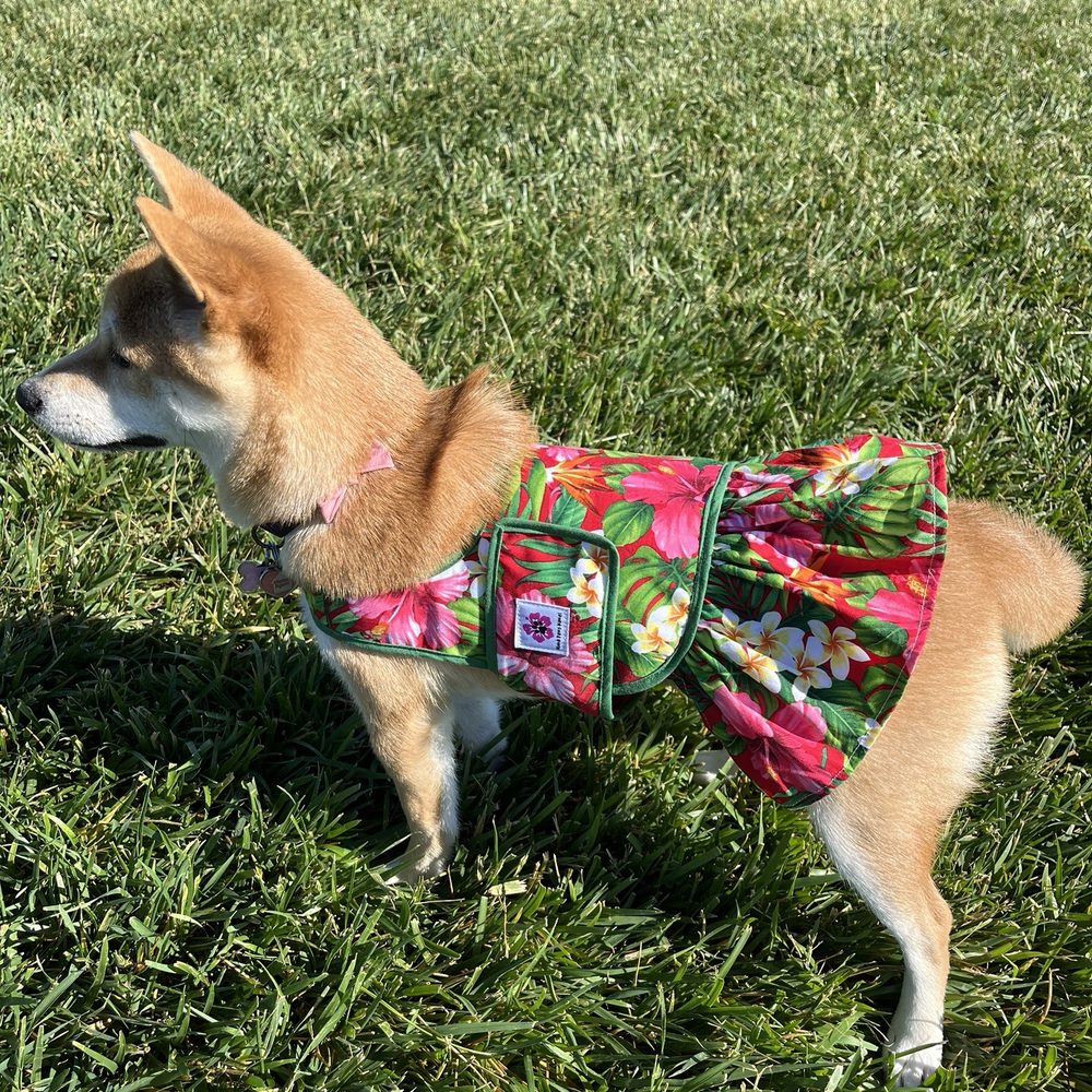 Aloha Paws - Another dress - Pet Stores Near Me - Hilo, Hawaii Aloha Paws - Another dress - Pet Stores Near Me - Hilo, Hawaii