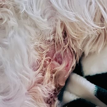 Modern Animal Costa Mesa - My dog's wound - Veterinarians Near Me - Costa Mesa, California Modern Animal Costa Mesa - My dog's wound - Veterinarians Near Me - Costa Mesa, California