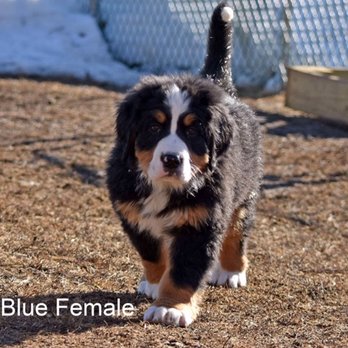 Mermac Kennel - Pet Breeders Near Me