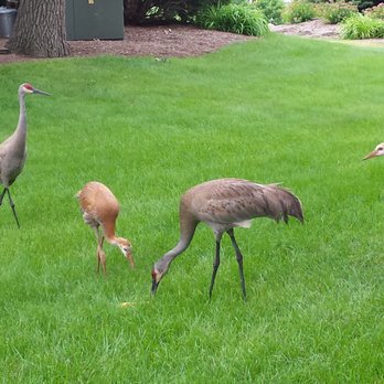 Dr Jim Shipley - Our family of Sandhill Cranes that love to hang out in our yard all summer long! - General Dentistry Near Me - Middleton, Wisconsin Dr Jim Shipley - Our family of Sandhill Cranes that love to hang out in our yard all summer long! - General Dentistry Near Me - Middleton, Wisconsin