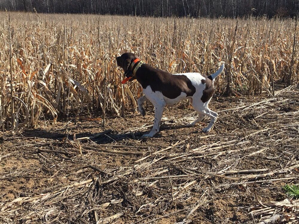 ROOSTER RANCH Updated August 2024 7480 Germania Rd, Ubly, Michigan