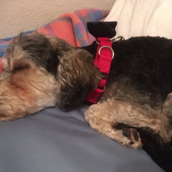 Happy Hound - Jonny! Sleepy after his morning of being pampered - Pet Groomers Near Me - Oxnard, California