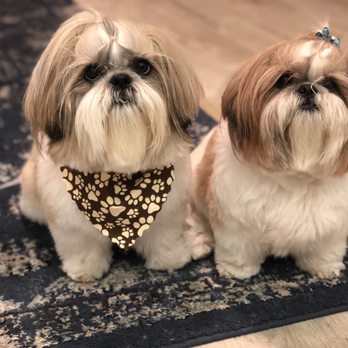 Sydnee's Pet Grooming - Pet Groomers Near Me - San Marcos, California
