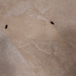 Sun Realty - Roaches