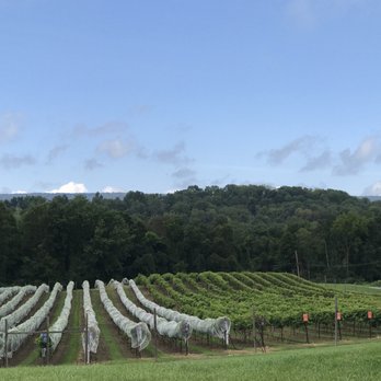 Brook Hollow Winery - Grape vines. - Wineries Near Me - Columbia, New Jersey
