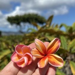 Little Plumeria Farms - Mākaha plumeria