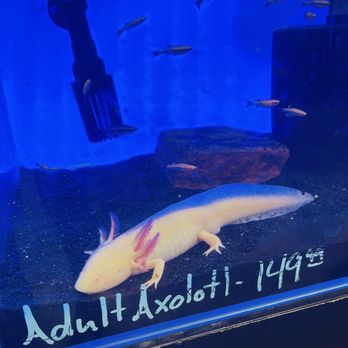 The Ocean Floor - Pet Stores Near Me - Phoenix, Arizona