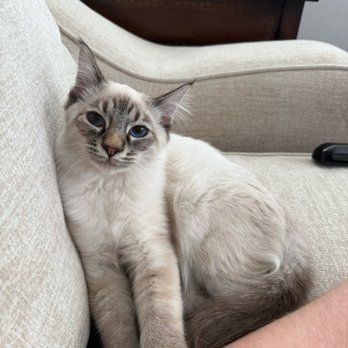 Merveilleux Cats - Pet Breeders Near Me Merveilleux Cats - Pet Breeders Near Me