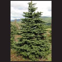Prepaid Christmas Trees - Fresh cut christmas trees layton, fresh cut christmas trees lehi, fresh cut christmas trees cottonwood heights.