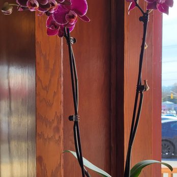 Present Restaurant - Lots of colorful orchids - Vietnamese Near Me - Falls Church, Virginia