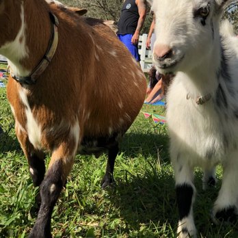 Downward Goat - Yoga Near Me Downward Goat - Yoga Near Me
