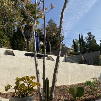 Cisnero's Tree Care - Tree Services Near Me Cisnero's Tree Care - Tree Services Near Me