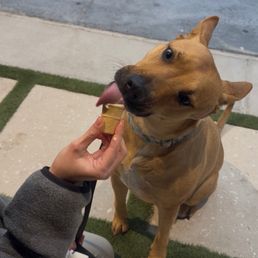 Dog eating her ice cream cone!