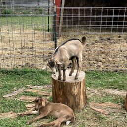Petting Zoo with baby goats!