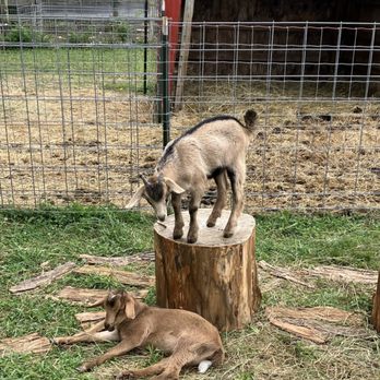 Juckas Riding Stables - Petting Zoo with baby goats! - Horseback Riding Near Me - Pine Bush, New York Juckas Riding Stables - Petting Zoo with baby goats! - Horseback Riding Near Me - Pine Bush, New York