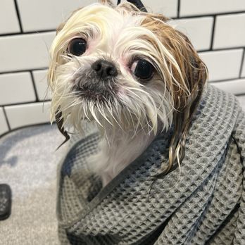 Napa Natural Dog Co. - Shampooed & conditioned! - Pet Groomers Near Me - Vallejo, California Napa Natural Dog Co. - Shampooed & conditioned! - Pet Groomers Near Me - Vallejo, California