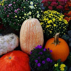 Wanczyk Evergreen Nursery - Chrysanthemums, Aster, Pumpkins and Heirloom Squash