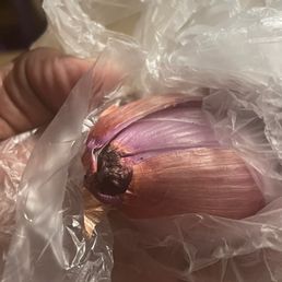 moldy rotten shallot moldy rotten shallot
