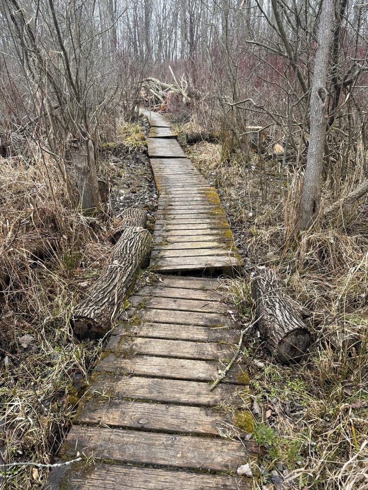 Island Cottage Woods Preserve