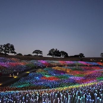 Sensorio - Dusk at Field of Lights - Art Galleries Near Me - Paso Robles, California