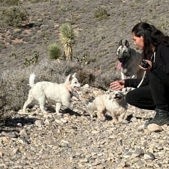 Vegas K9 Adventures - Reward for "checking in" during the hike. - Pet Training Near Me - Las Vegas, Nevada Vegas K9 Adventures - Reward for "checking in" during the hike. - Pet Training Near Me - Las Vegas, Nevada