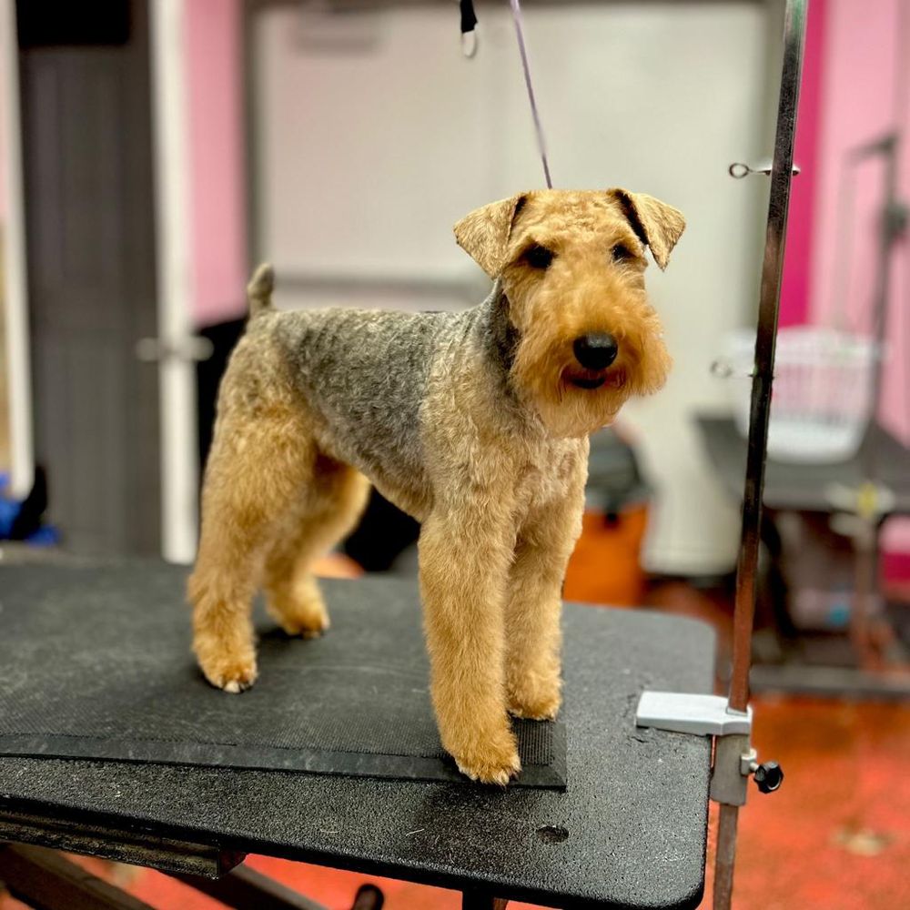 Woof Gang Bakery & Grooming Longwood Image