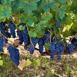 David Girard Vineyards