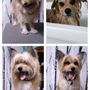 Photo of Waggin Wheels