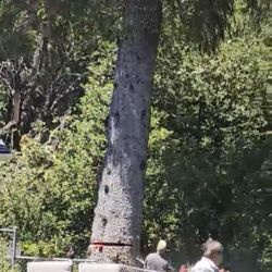 Tnt Tree Service - Trevor @TnT finished cut.