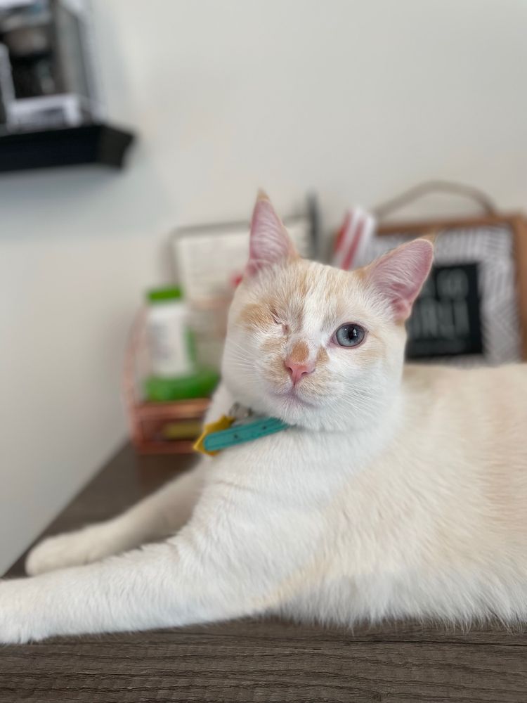 NEW WINCHESTER ANIMAL CLINIC Updated October 2024 16 Photos & 10 Reviews 7244 W US Hwy 36