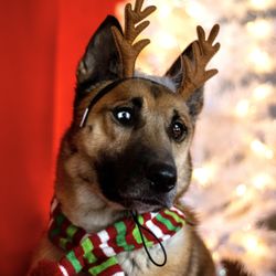 Balanced Canine