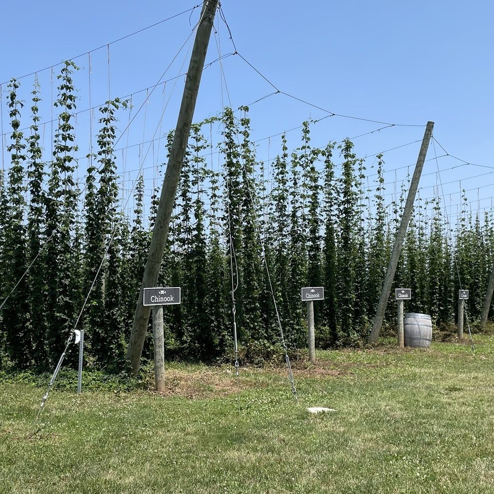 Bench Brewing - Dog friendly grounds by Parking lot. Grape vines - Brewpubs Near Me - Lincoln, Ontario Bench Brewing - Dog friendly grounds by Parking lot. Grape vines - Brewpubs Near Me - Lincoln, Ontario