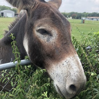 Sam Rayburn House State Historic Site - Stinky the donkey. Cute! - Museums Near Me - Bonham, Texas