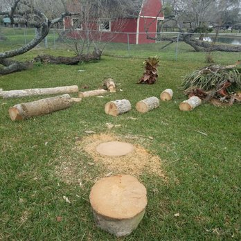 Dynamic Tree Care - Palm removal - Tree Services Near Me Dynamic Tree Care - Palm removal - Tree Services Near Me
