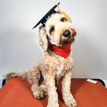Rascal Training - Pet Training Near Me Rascal Training - Pet Training Near Me