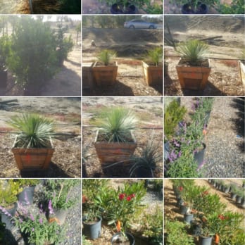 Curby's Nursery - Gorgeous selections!! Photos don't do them justice. :) - Nurseries & Gardening Near Me - Temecula, California