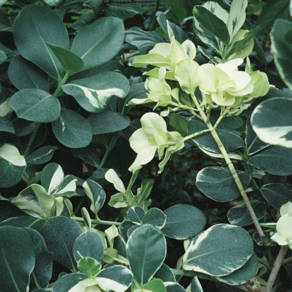 Garden Garden